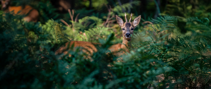 Roe deer – our forests' elusive inhabitant
