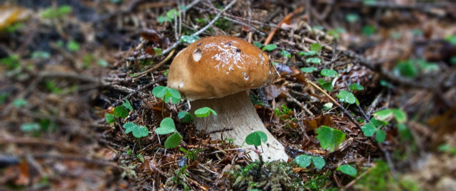 Discover Bukovel's mushroom magic