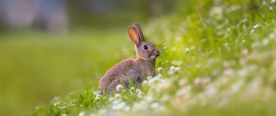 The eared symbol of the Carpathian wilds