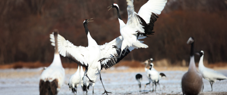 Wings that connect continents